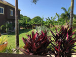 Load image into Gallery viewer, Vacation Villas Runaway Bay ,1 Bedroom Suite with open Kitchen.

